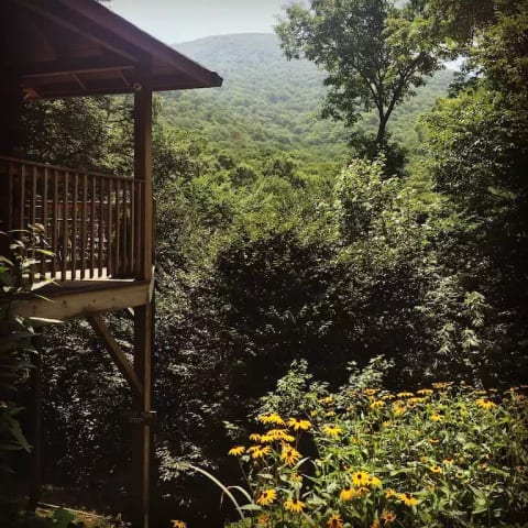 Black Eyed Susans Bloom in Early July