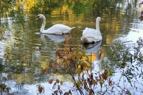 4 Whole Homes  in the Country 
SanctuaryoftheSwan, Vacation & Extended Stay Whole Home Rentals
ALL INCLUSIVE Aparthotel, hotel & Airbnb alternative
An Ecotourism Destination Birdsboro, PA
Ethics * ECO * Dog Friendly