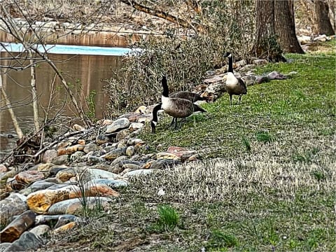 Just steps to the walkways along the Little Pigeon River