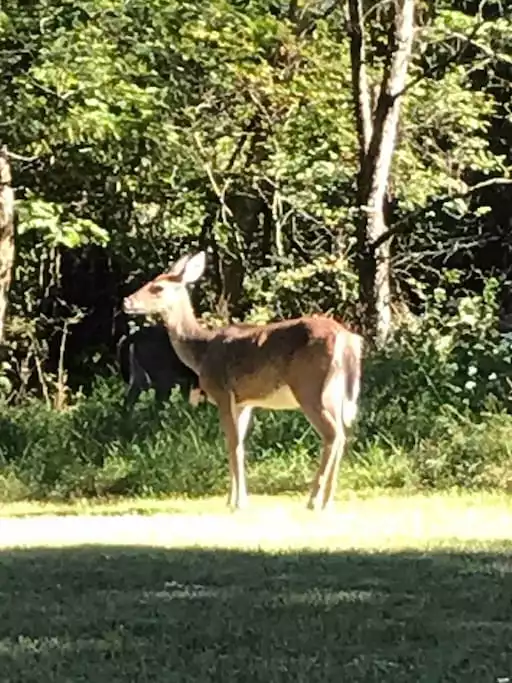 You never know who's gonna visit! - Raystown Farmhouse, <1mile to boat access. AC/wifi - James Creek