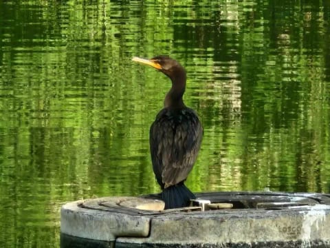 Welcome to the Sanctuary, https://sanctuaryoftheswan.com Wellness whole home hotel.  4 entire homes in nature.  No parking lot views. BEST extended stay in Berks County, PA.   swanhotel sanctuaryhotel extenedstayhotel extendedstay monthlyhotel longtermhotel  travelnurses rn exelon