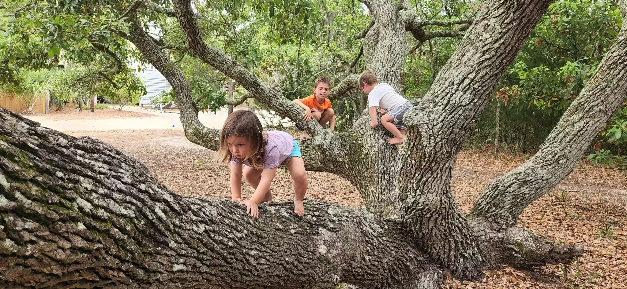 Great climbing tree for all ages. - Secluded, Spacious Edisto Beach Walk Home Chaika - Edisto Beach