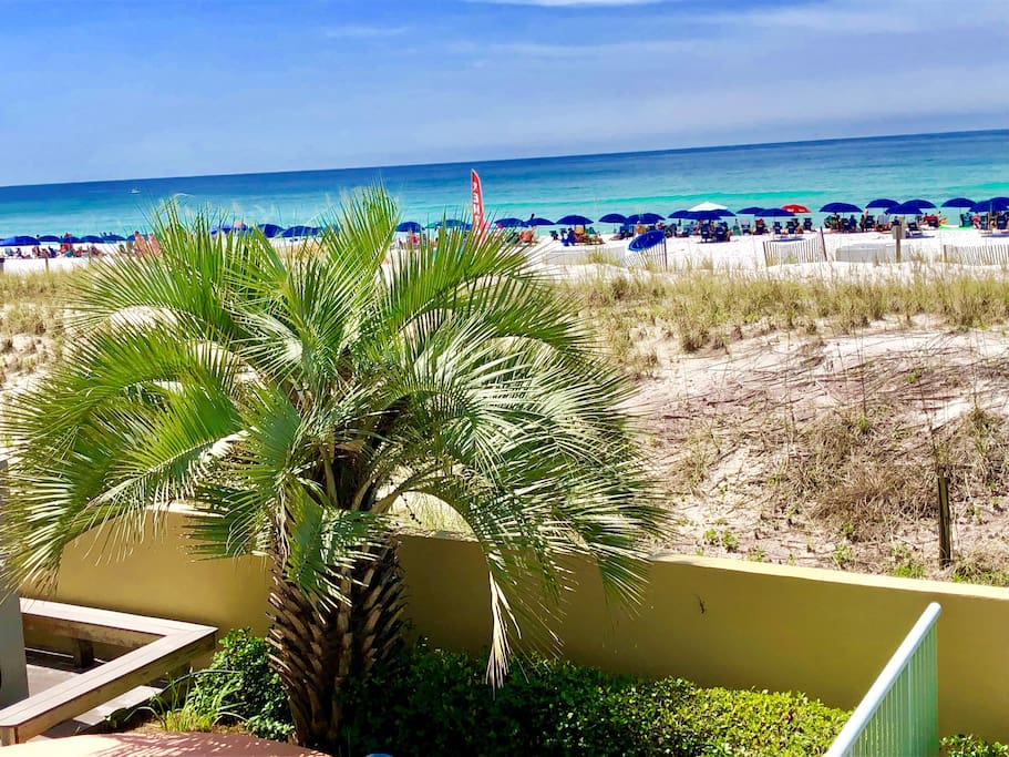 Palm Tree with Beach View