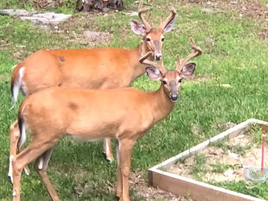 WILDLIFE IN BACKYARD - Lake Wallenpaupack Loghome  Heavens Haven hot tub  - Greentown