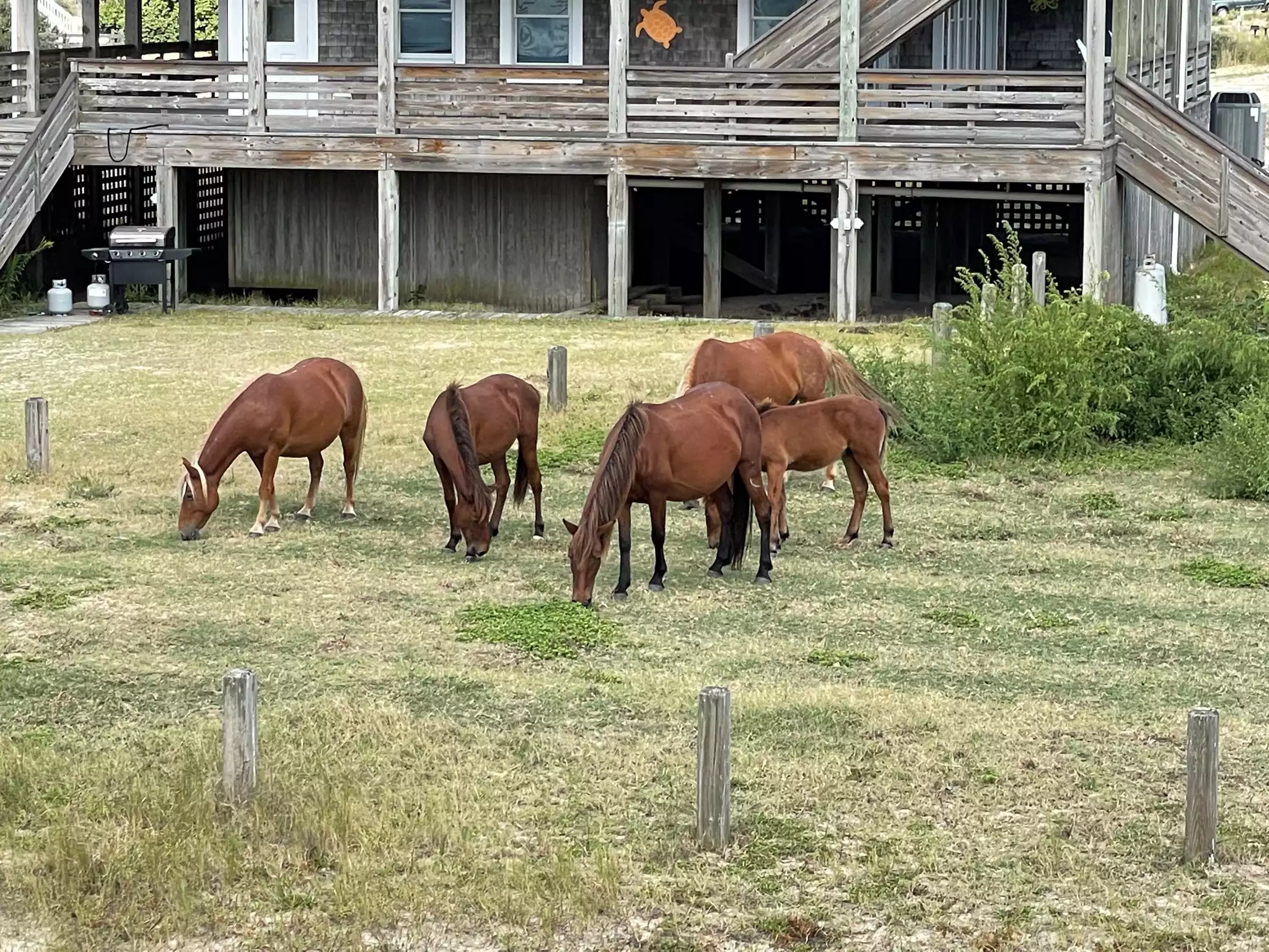 Harem of nine, five pictured here, all hanging out in Ocean's 8 yard next to us.