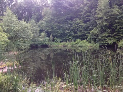 Spring pond view