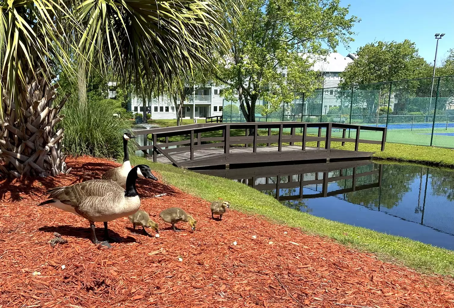 One of the many reasons we love the resort is the wildlife here because of the ponds throughout the resort. There is a lot of new life to enjoy in spring between April and May; baby geese! One of the many reasons we love the resort is the wildlife here because of the ponds throughout the resort. There is a lot of new life to enjoy in spring between April and May; baby geese! - Sunrise Shores - Myrtle Beach