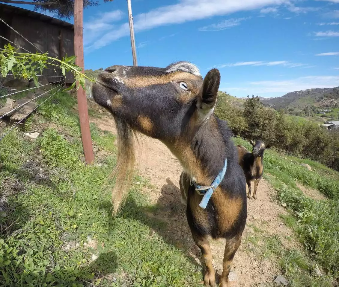 Carl the Criminal. - Romantic Farmstay With Hottub and View - Fallbrook