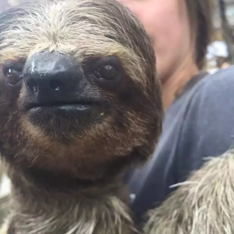 Hug a Sloth - Vivaro Roatan Beachfront - West End