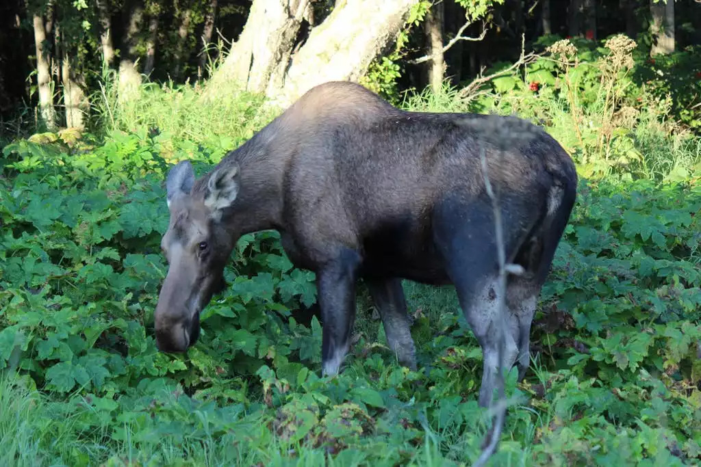 Moose in the back yard