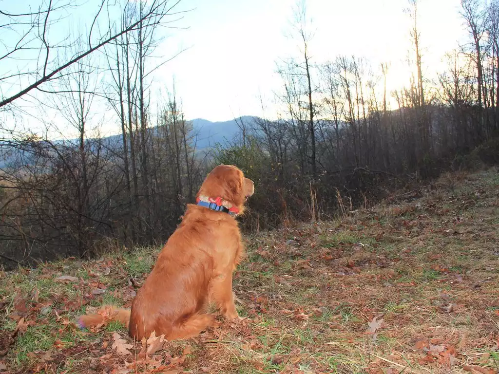 Bring Fido, even dogs need a vacation too! Bring Fido, even dogs need a vacation too! - SCL Caboose #0887 - Clyde