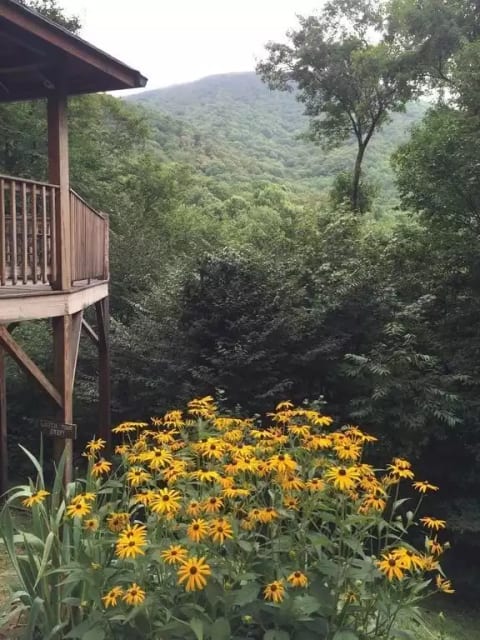 Spring Flowers
