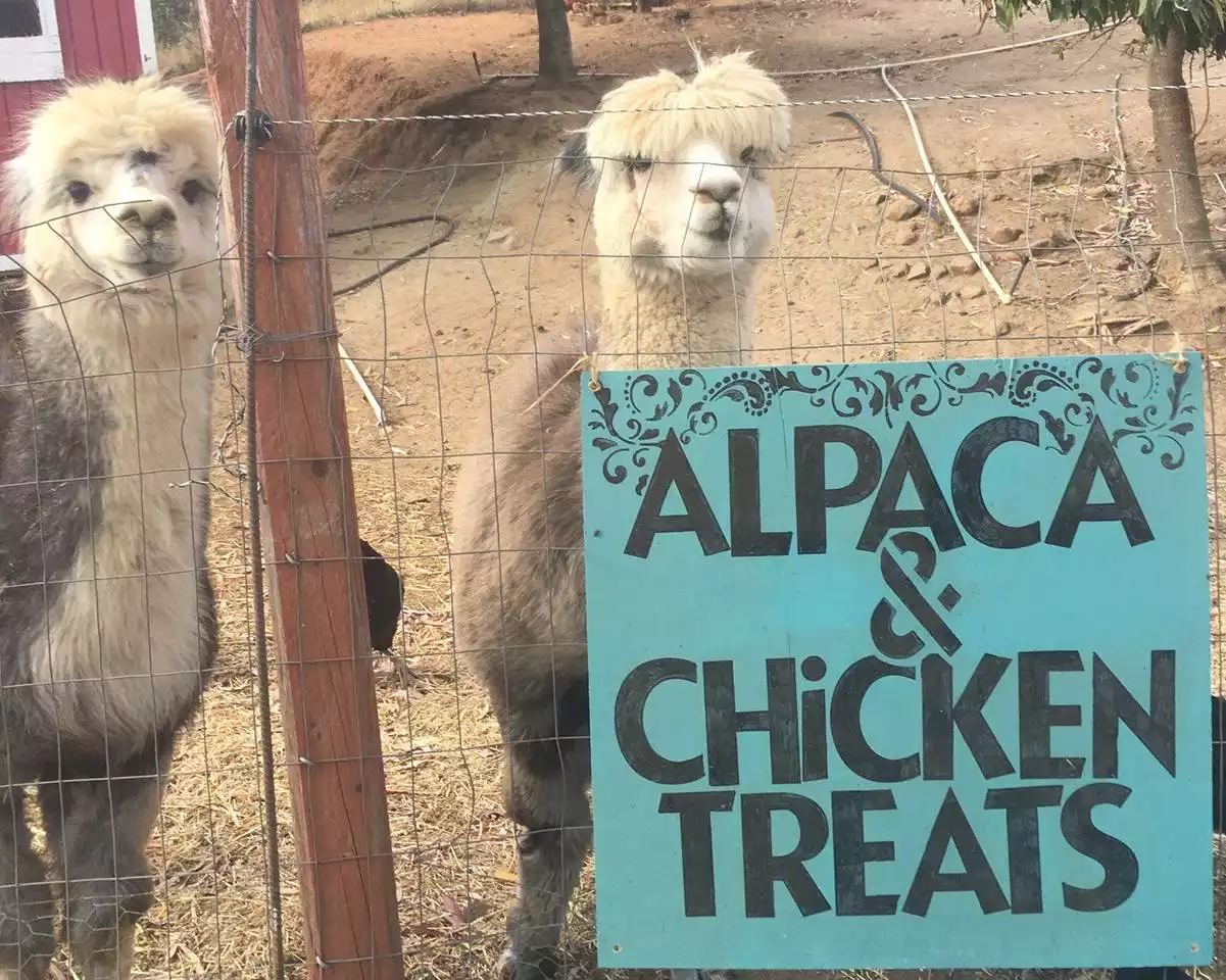 safari-tent-cabin-with-hottub-and-air-conditioning/