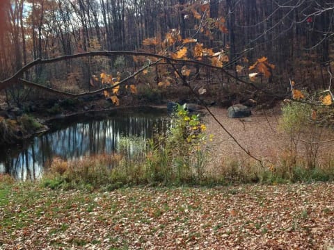 Fall pond view