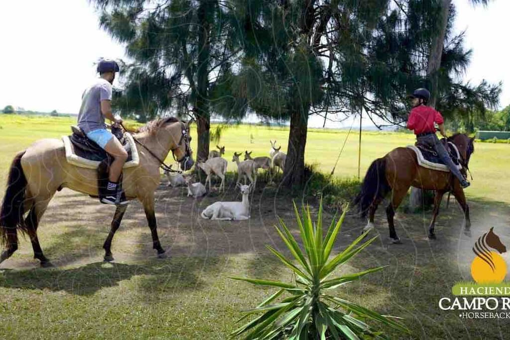 Paseos a caballo a tan solo 15 minutos en Hacienda Campo Rico - Close to the main tourist attractions in San Juan - Carolina