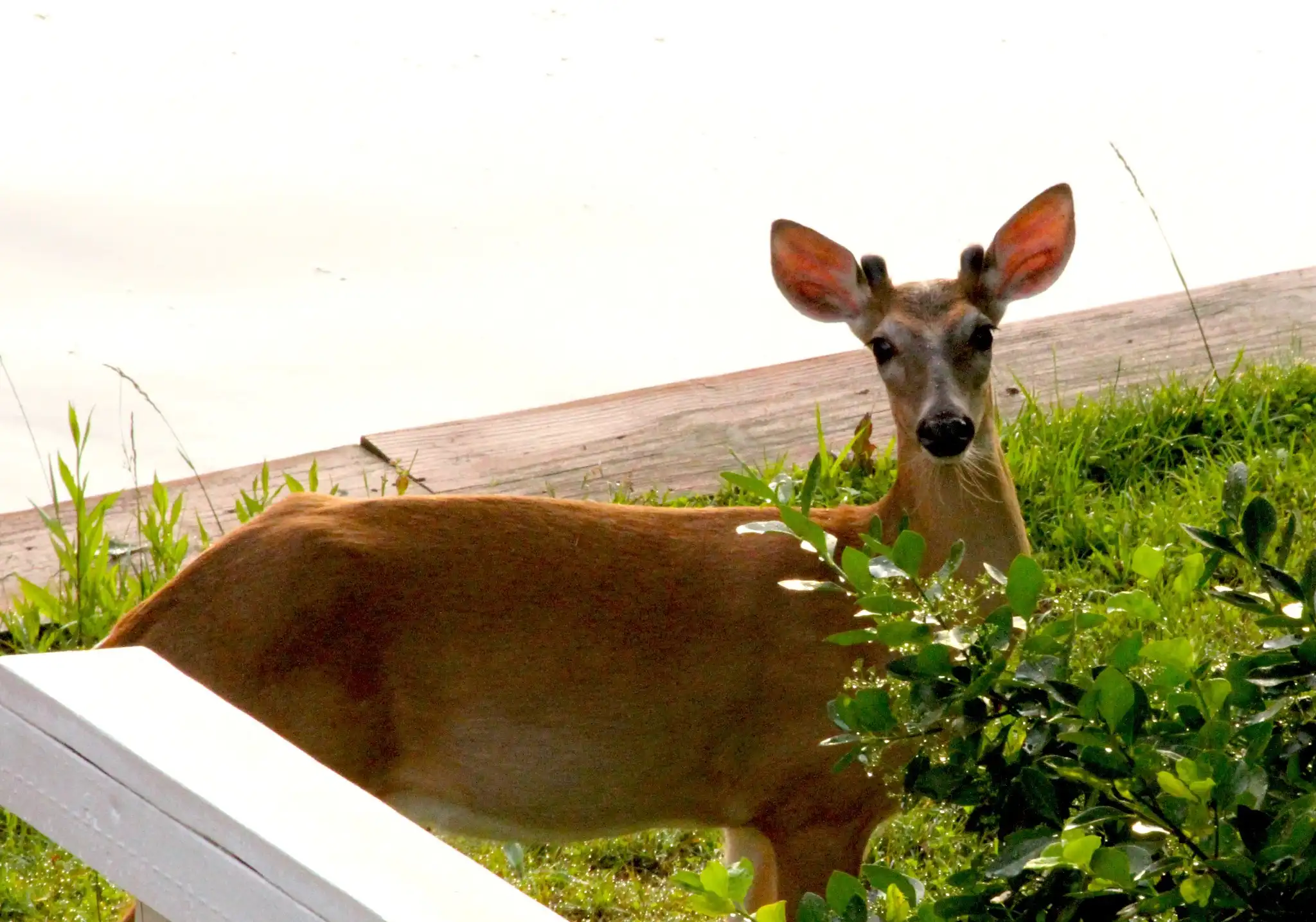 Wildlife love our property, you will too. - Family Fun on the Lake - Lake Gaston