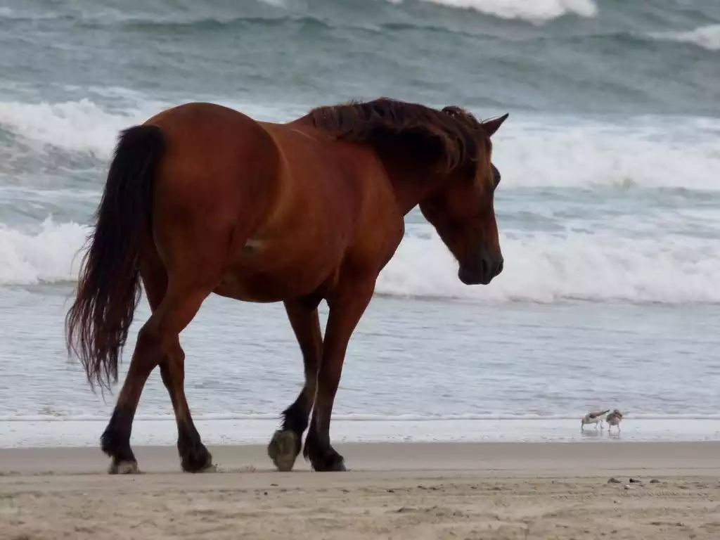 Horse walking on the beach near Twin Shores - Twin Shores-no host fees 4x4 beach Corolla(Carova) - Corolla