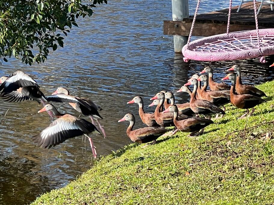 The Whistling Ducks will keep you company. The Whistling Ducks will keep you company. - Private Waterfront Sanctuary, island & heated pool - New Port Richey