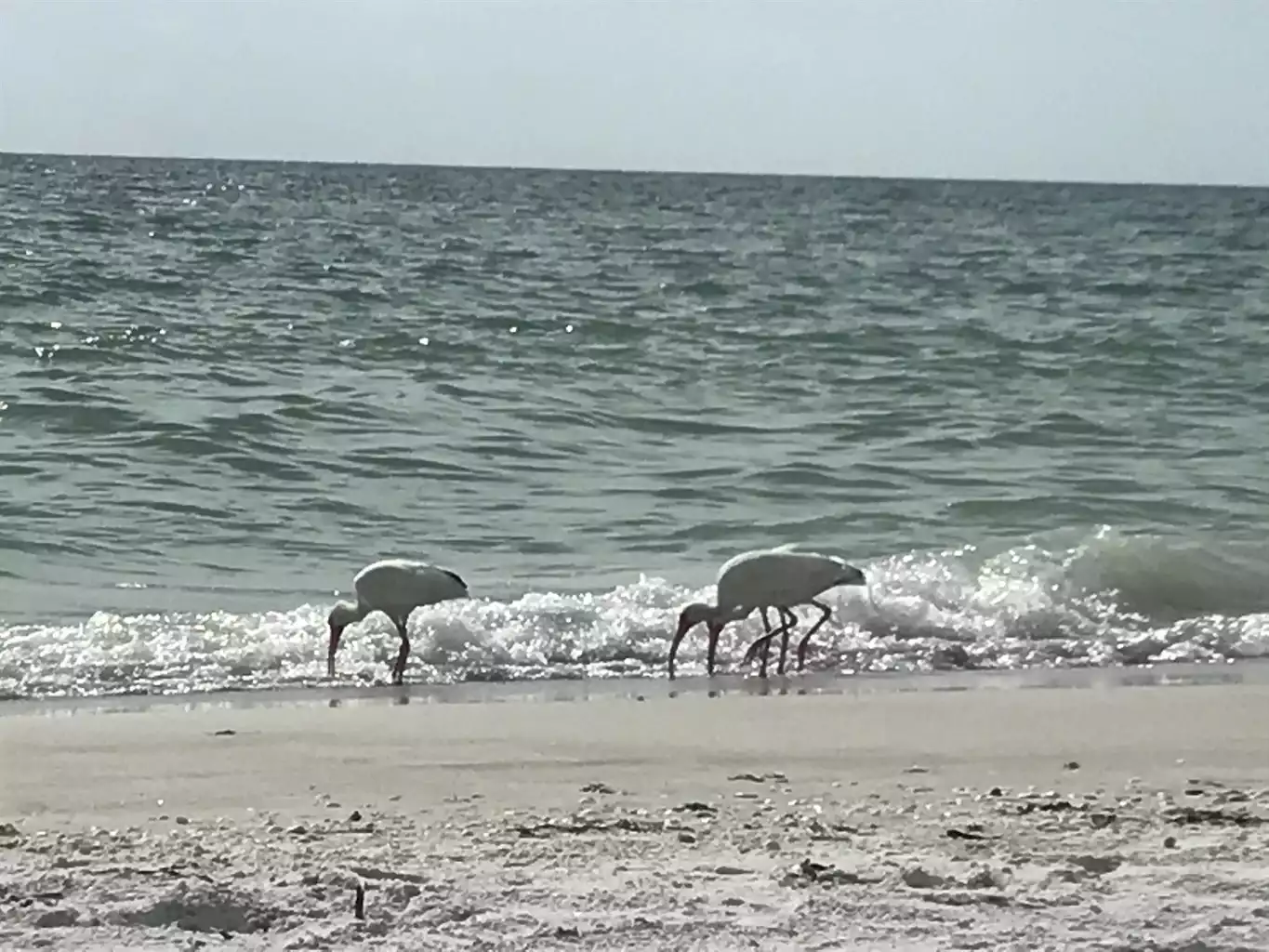 Sunset Paradise #6 - Indian Rocks Beach