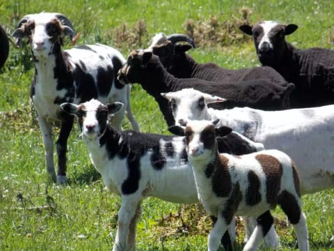 Visit the Arapawa sheep flock.