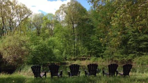 Summer pond view