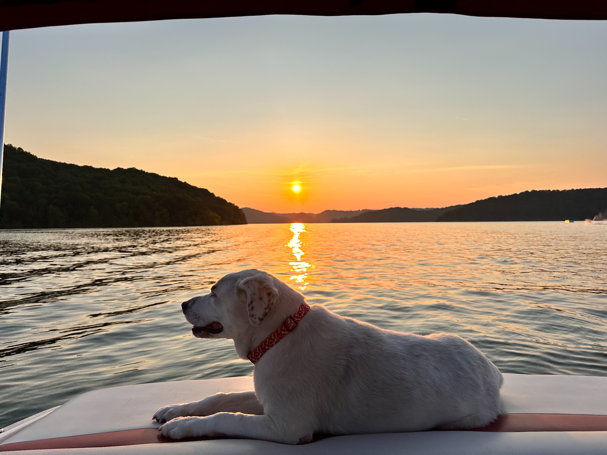 A dog relaxing on a boat at sunset on Center Hill Lake, Tennessee